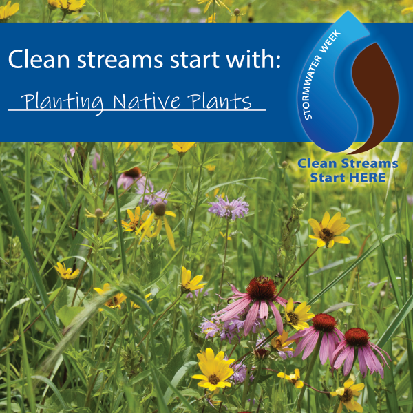 2021 Stormwater Awareness Week Native Plants